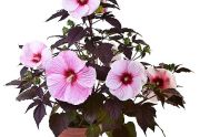 Hibiscus bagienny 'Starry Night'